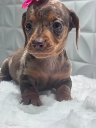 dachshund com 50 dias