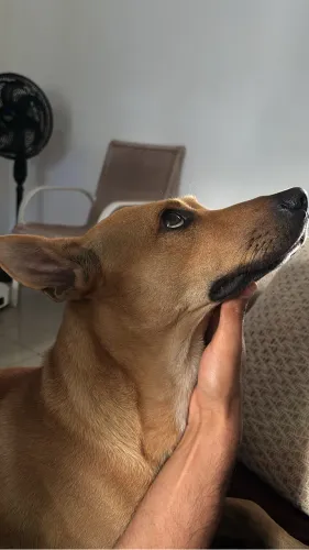 Adoção cachorro pastor 
