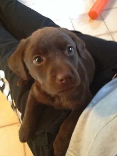 Labrador ideal para crianças e familia 