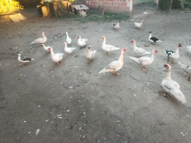 Patos pra vender