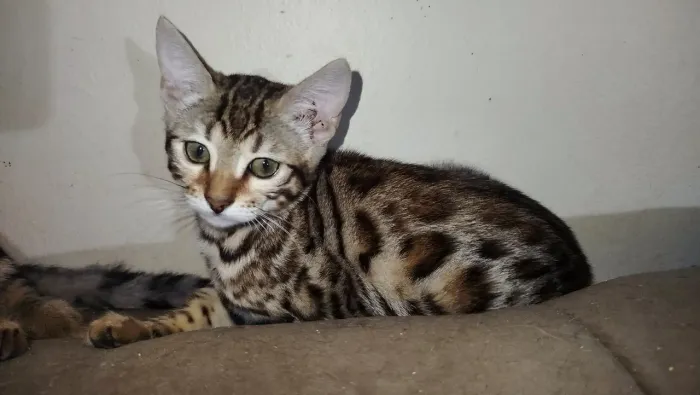 Filhotes Bengal - Já vacinados/não castrados