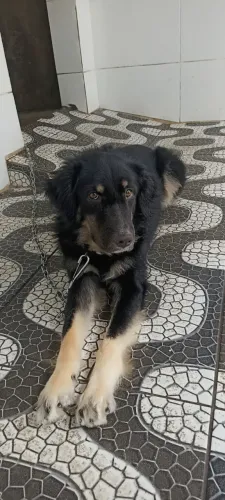 Cachorro para Doação