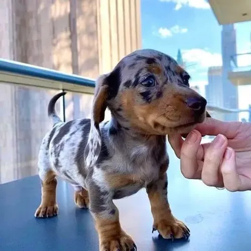 Dachshund Alerquim Mofados