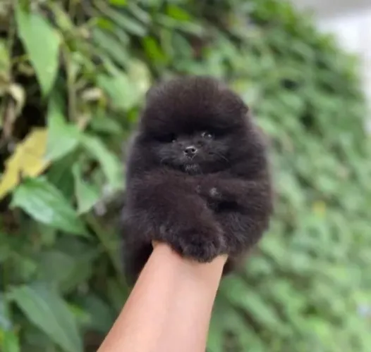 Lulu da Pomerânia Ursinhos Black Anões 