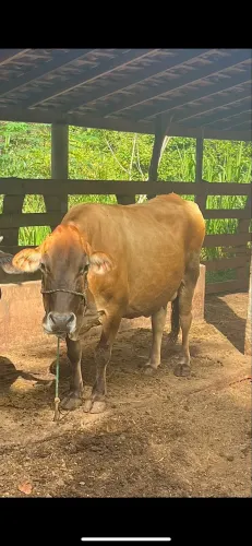 Vaca leiteira