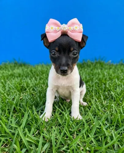 Pequena Companheira de Aventuras