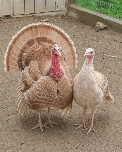 Casal de perus a venda