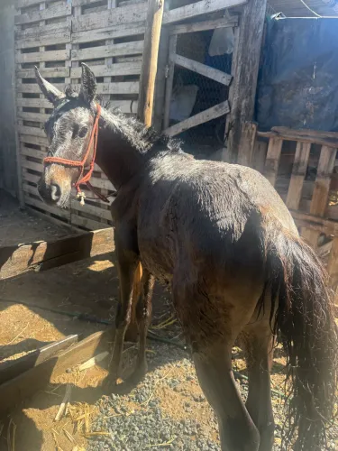 Cavalo potro