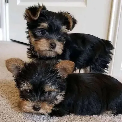Yorkshire Terrier Ele valoriza presença