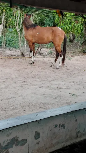 Cavalo 