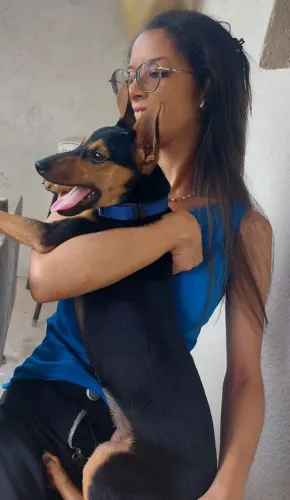 Vendo cachorro pinscher um amigo do homem 