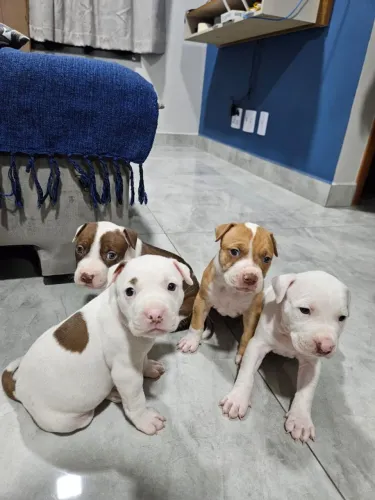 Filhotes de Pitbull
