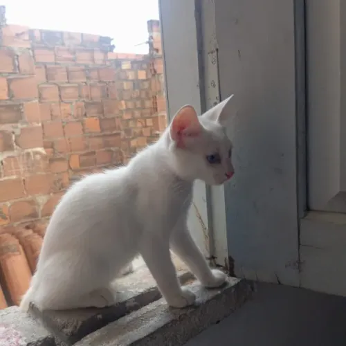 gatinha para adoção