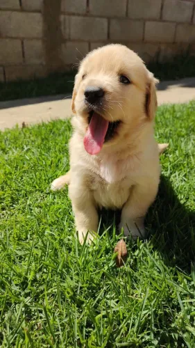 Filhote golden retriever, Venha conhecer os filhotes mais fofos da cidade!