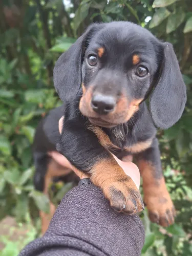 Dachshaud machinho a pronta entrega