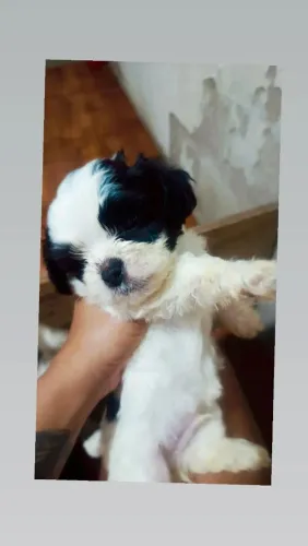 Pet