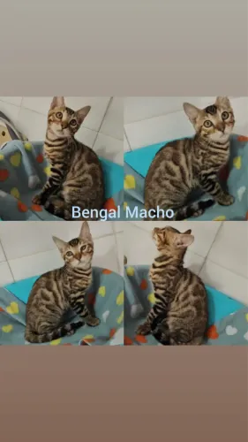 Bengal Filhotes Gatil BSB Cat