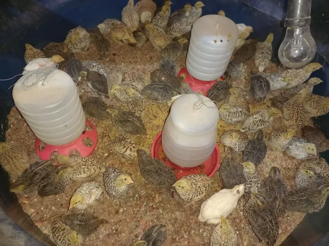 Venda de codornas filhotes