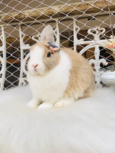 Coelho anão netherland dwarf linhagem importada orange vm - fêmea