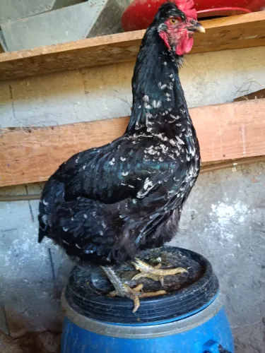 Frangas e galinhas balão disponíveis 