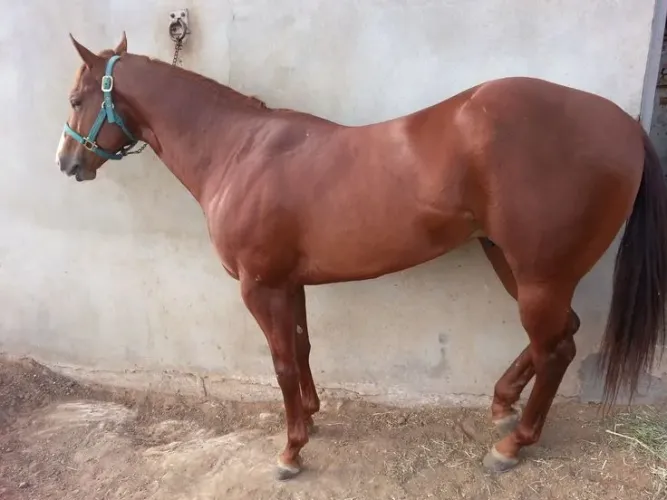 Vende se cavalo