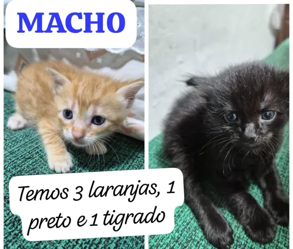 3 gato(a)s laranja, 1 preto e 1 tigrado(1 mês)