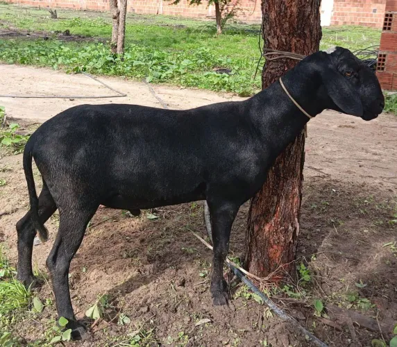 Vendo Carneiro registrado e Puro