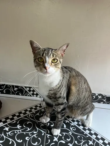 Doando essa gatinha linda e castrada