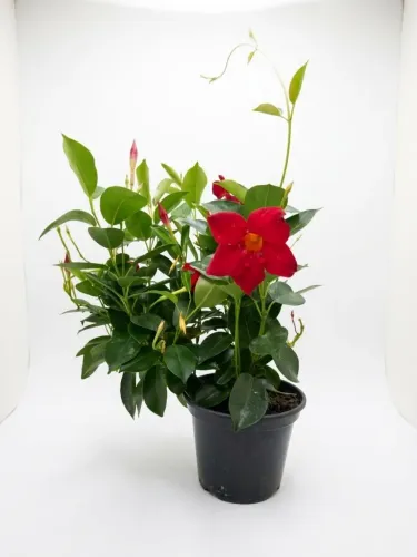 Planta depladenio flor vermelha.
