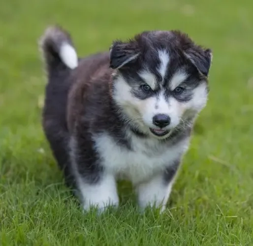 Filhotes de Husky Siberiano | Brilho único.