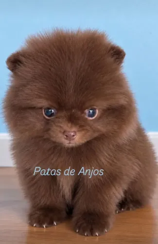 Lulu da Pomerânia 