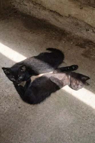 Estou doando esses três gatinhos filhotes, sendo 2 machos e uma fêmea