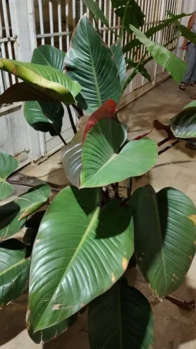Filodendro-roxo(Philodendron)