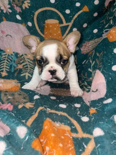 Bulldog Francês | Filhotes Leias e amigáveis