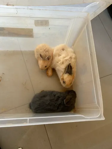 Filhotes de coelhos