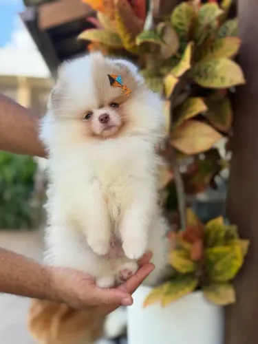 Spitz O companheiro ideal está mais perto do que você imagina