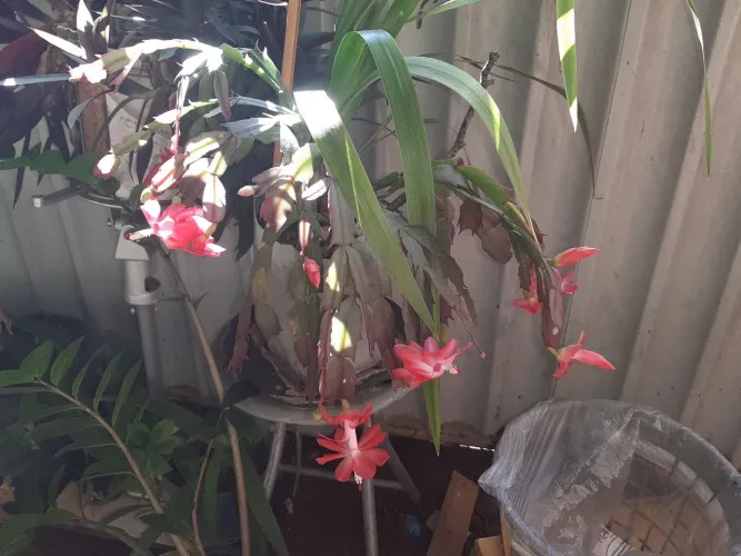 Muda de Flor-de-Maio vermelha e Íris da Praia (Na mesma vasilha)