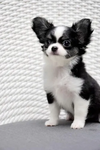 Chihuahua pelo longo e pelo curto lindos filhotes