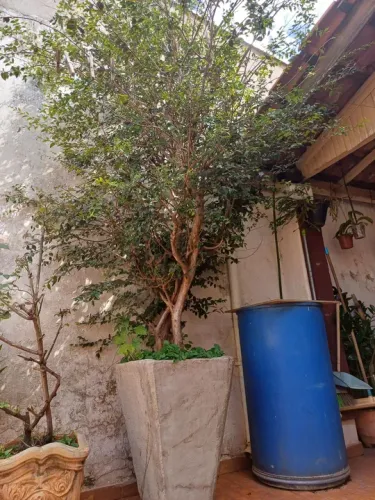 Jaboticatubeira sabara 20 anos 4 mts apenas$ 1.500 ocasião Retirar Ribeirão LER DESCRIÇÃO