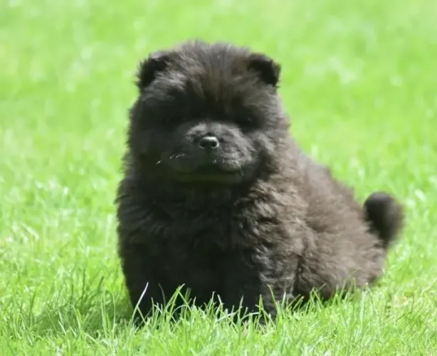 Filhote Chow-chow, Rabinhos Felizes Procurando um Novo Lar!