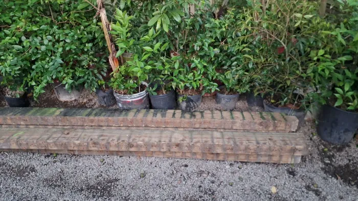 Viga de madeira pinus tratado 