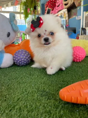 Spitz alemão fêmea linda disponível