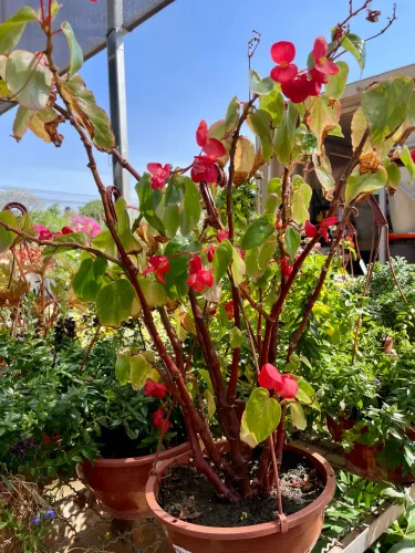 Muda de Columeia Dragão 