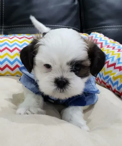 Lhasa Apso bicolor  Fêmea Linda e Muito Afetuosa