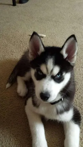 Filhotes de Husky Siberiano | O amigo de infância dos sonhos.