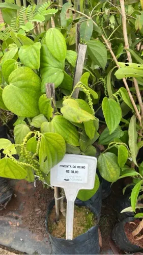 Mudas de Pimenta do Reino 
