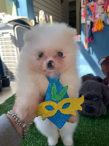 Filhote de Spitz Alemão com gravata azul 
