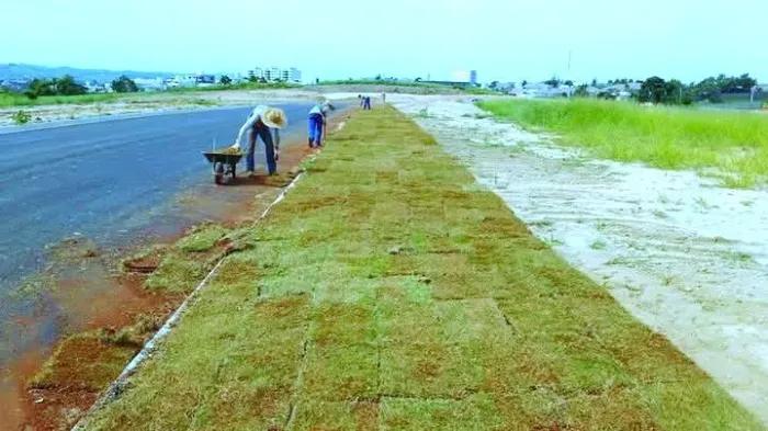Grama Natural em placa natural para jardim