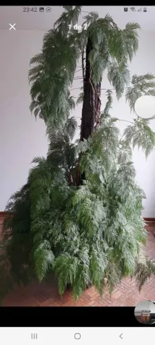 Renda Portuguesa plantada em vaso há 45 anos 