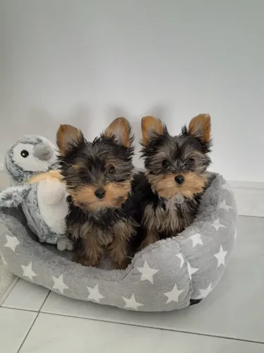Filhotes de Yorkshire Terrier a dupla 